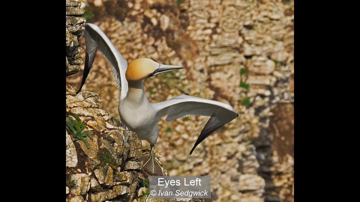 20_Eyes Left_Ivan Sedgwick